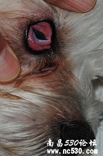急救！狗狗右眼睁不开（有图）