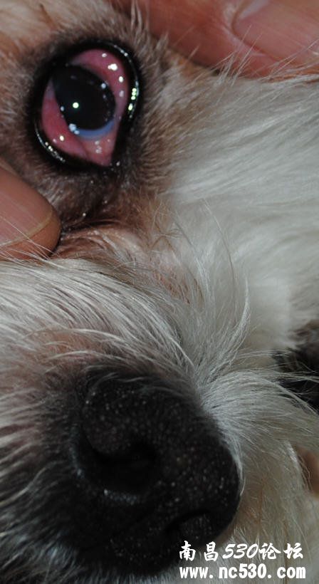 急救！狗狗右眼睁不开（有图）