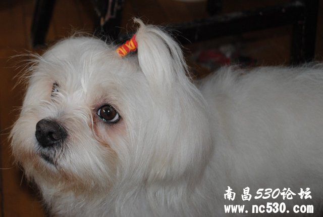 急救！狗狗右眼睁不开（有图）