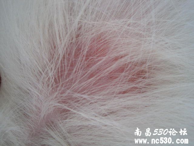 脓皮症吗？湿疹吗？过敏吗？