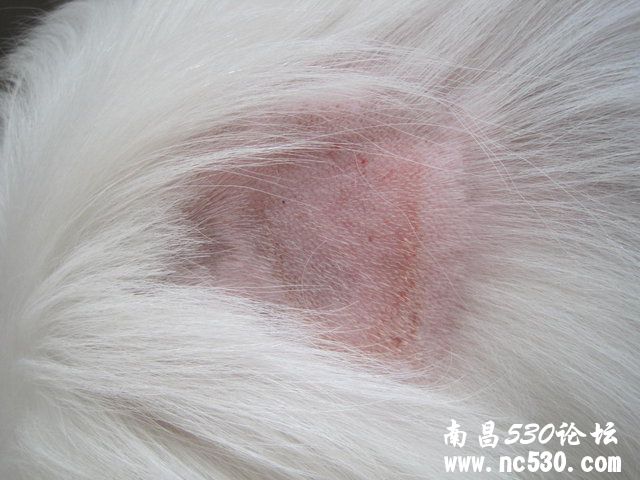 脓皮症吗？湿疹吗？过敏吗？