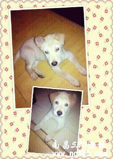 拉布拉多的耳朵忽然两个不一样了。