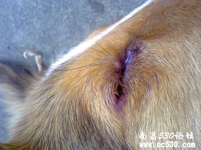 医生您好，这只眼睛下眼睑之前被其他狗狗咬破皮过，怎么治