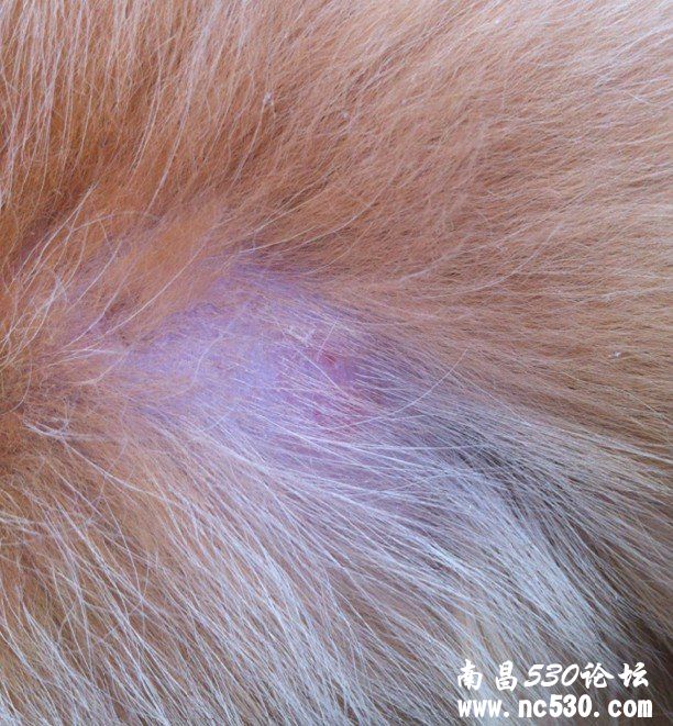 狗狗耳朵边出现大块癣、皮毛脱落