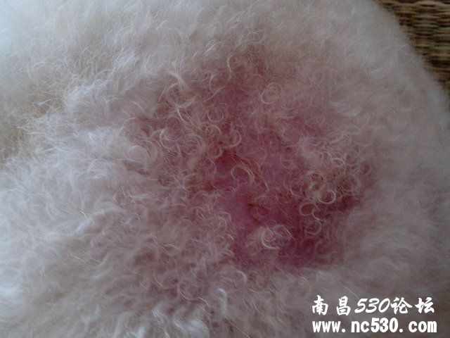 急，狗狗皮肤又有地方红了