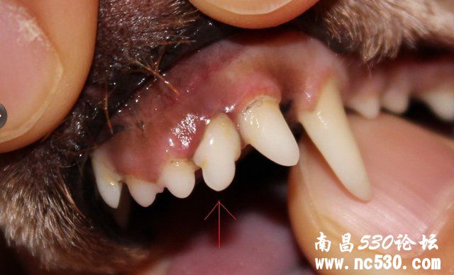 狗狗一颗牙齿松动