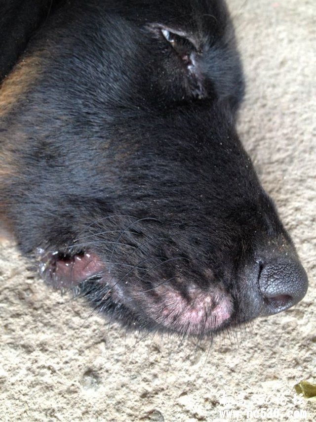 您好，狗狗嘴角起泡泡是什么问题？