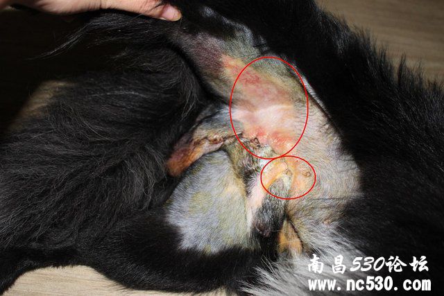 绝育手术后发炎!!!