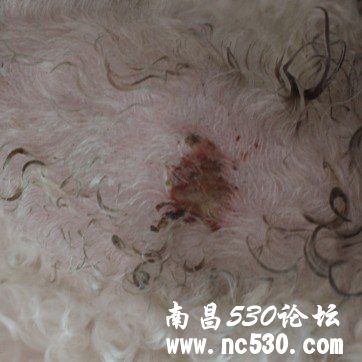 狗狗脖子的地方破皮发炎了
