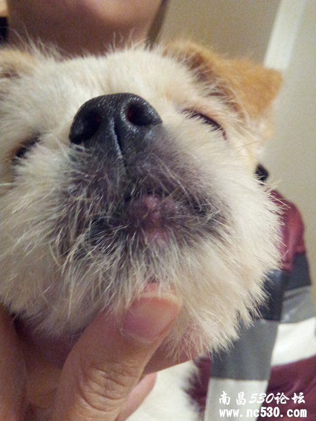 【【【狗狗的嘴唇变色是怎么回事？】】】