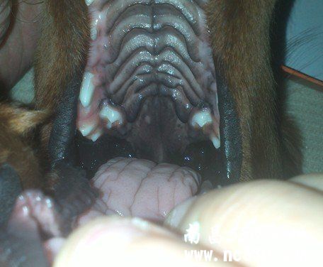 狗狗这种情况是双排牙吗？