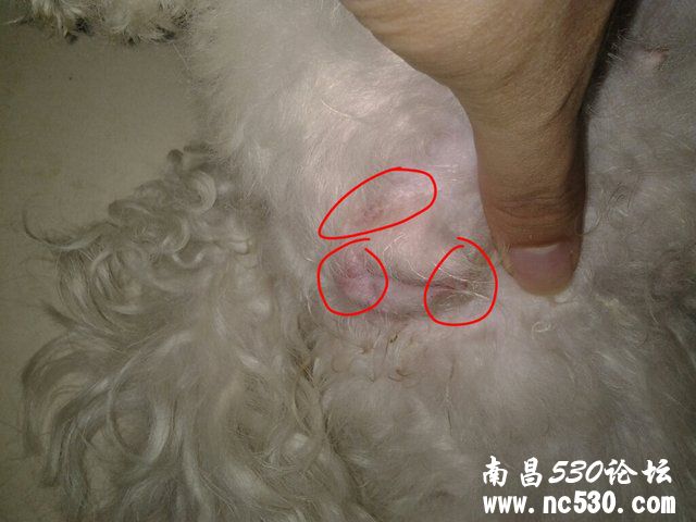 我家比熊阴部有点红肿