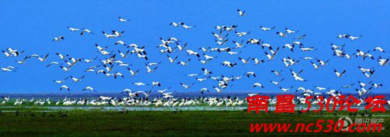 “世华城杯”2013鄱阳湖帐篷节暨观鸟季即将盛大开启