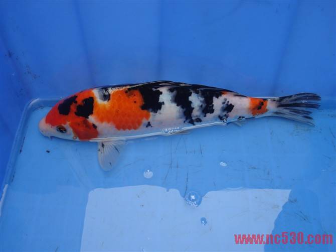 30CM 三色 80元.jpg