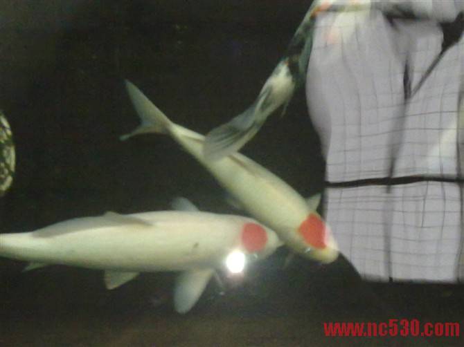 丹顶30CM  3000元.jpg