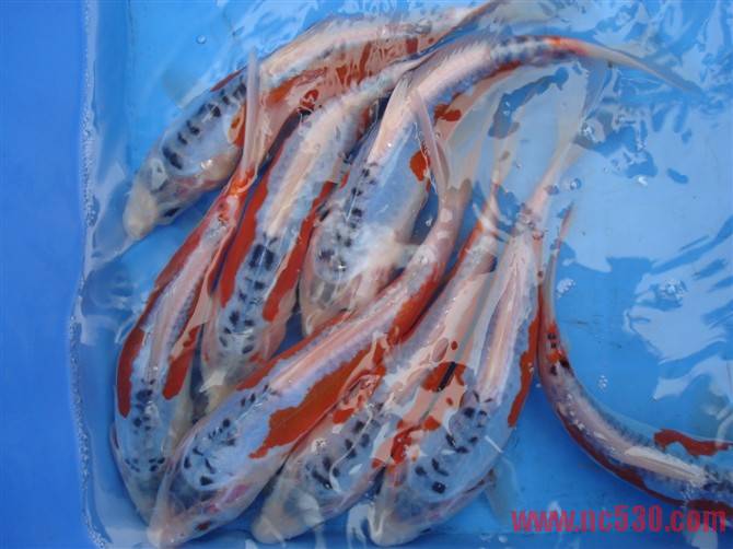 秋翠 18CM 30元.jpg