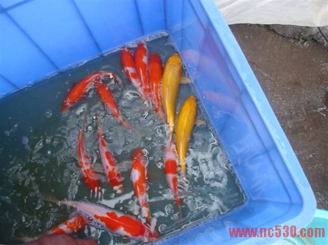 25CM 红白 30元.jpg