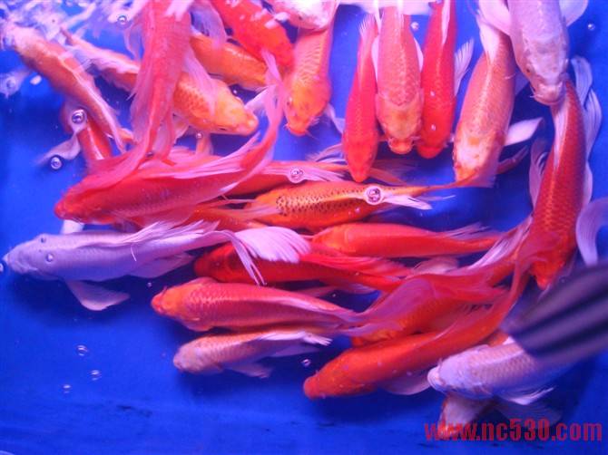 凤尾30CM 25元.jpg