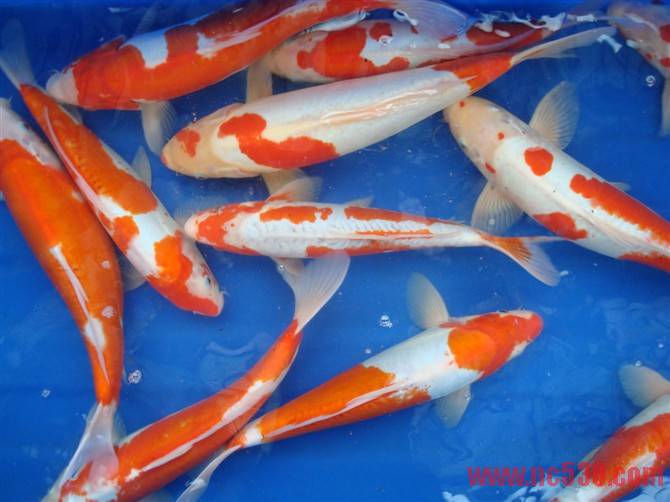 30多CM红白 120元.jpg