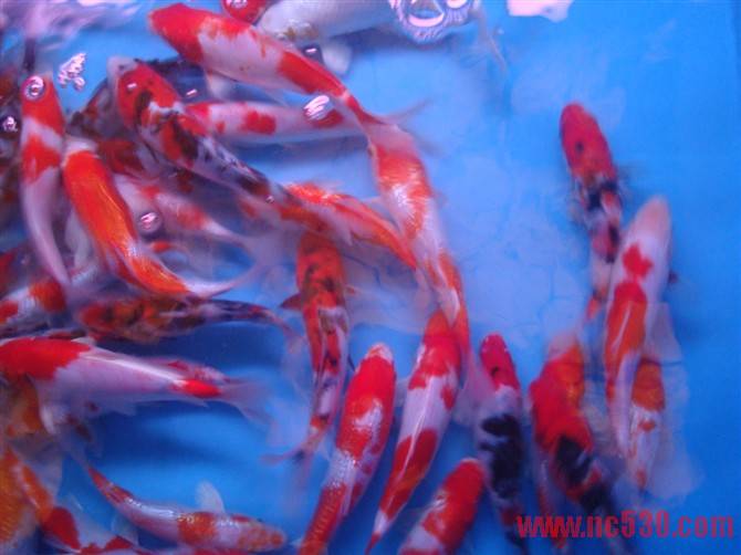 10CM小鱼 10元.jpg