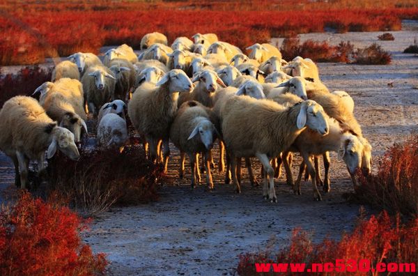 黄河岛湿地牧羊 (1).JPG