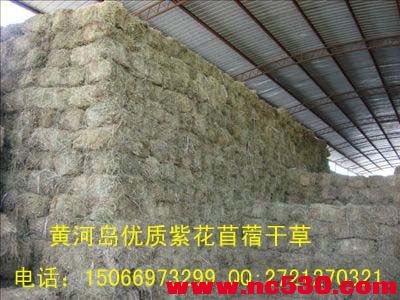 苜蓿干草.jpg